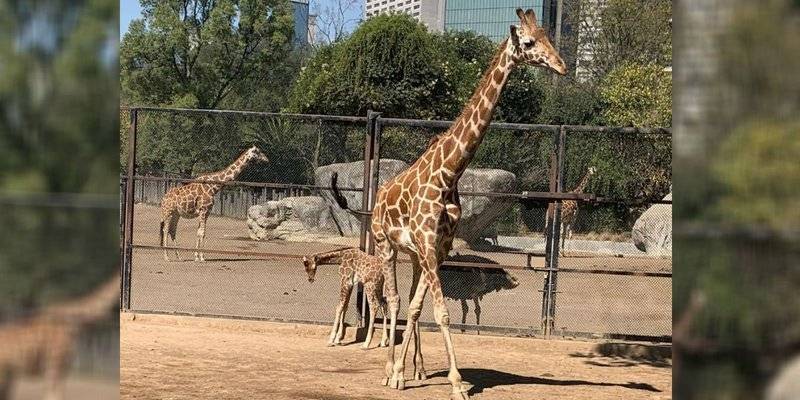 Claudia Sheinbaum anuncia nacimiento de jirafa en Zoológico de Chapultepec
