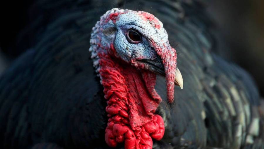 En Inglaterra sacrificar&aacute;n a m&aacute;s de 10 mil pavos por brote de gripe aviar en granja