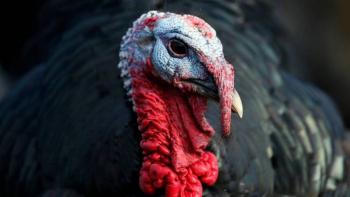 En Inglaterra sacrificar&aacute;n a m&aacute;s de 10 mil pavos por brote de gripe aviar en granja