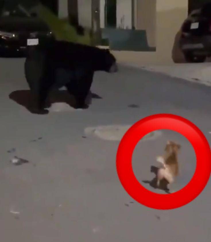 Video: perrito chihuahue&ntilde;o protege a su due&ntilde;a de un enorme oso en Nuevo Le&oacute;n