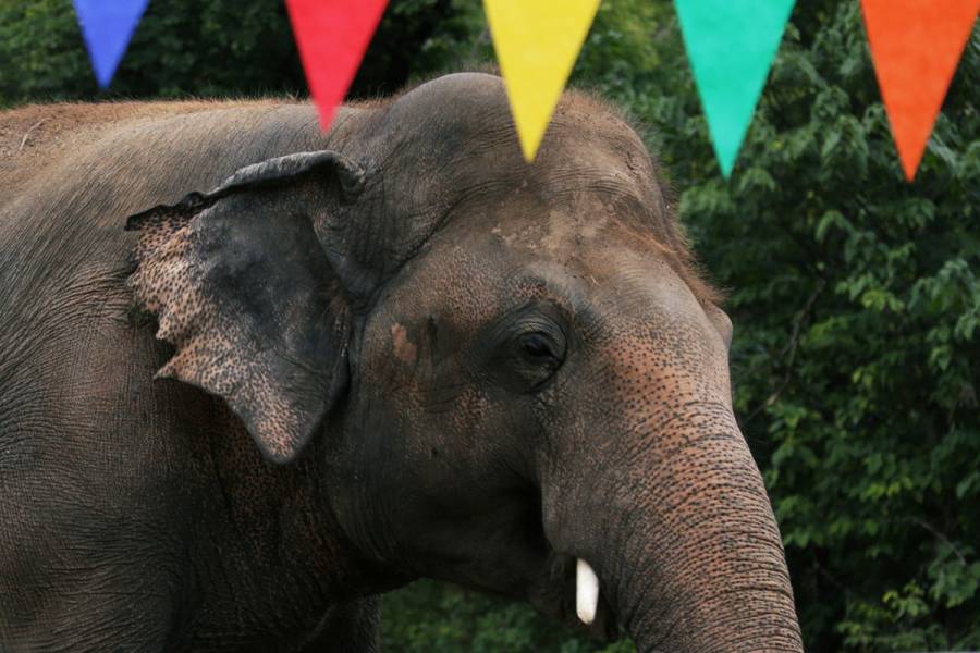 Kaavan, el solitario elefante de Pakist&aacute;n, comienza una nueva vida en Camboya