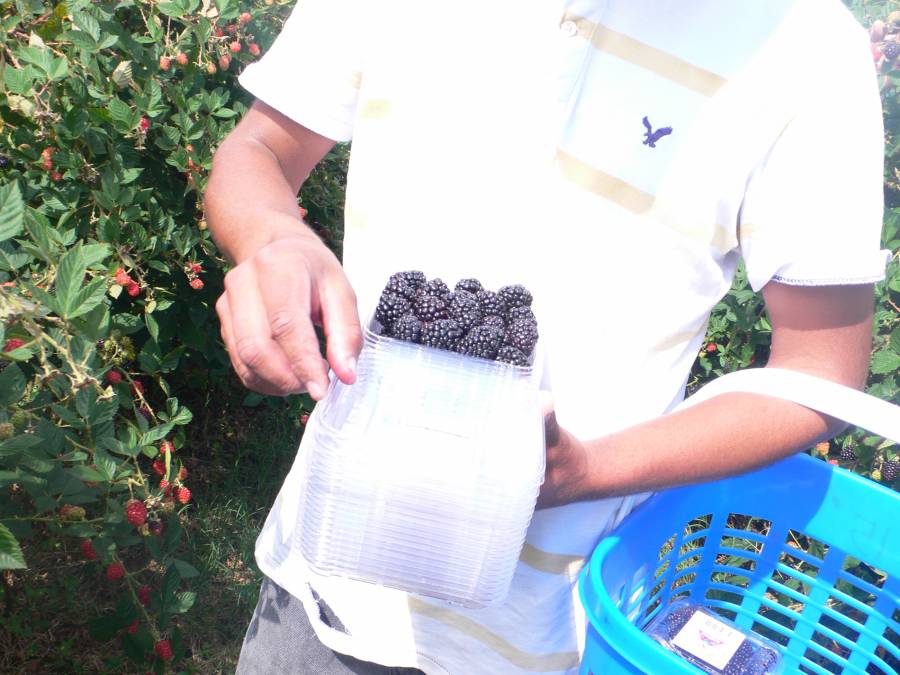 Integra Agricultura grupo de trabajo para elevar competitividad de peque&ntilde;os productores de zarzamora