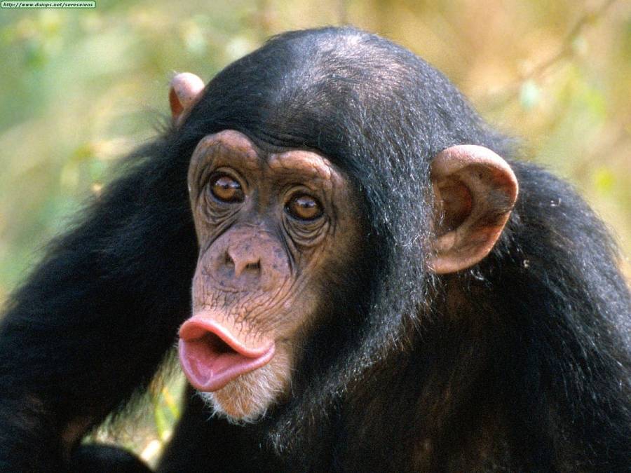 VIDEO: Chimpancé se vuelve viral tras barrer su jaula en zoológico de Estonia