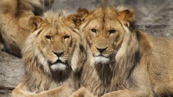 Cuatro leones en zool&oacute;gico de Barcelona dan positivo a COVID-19