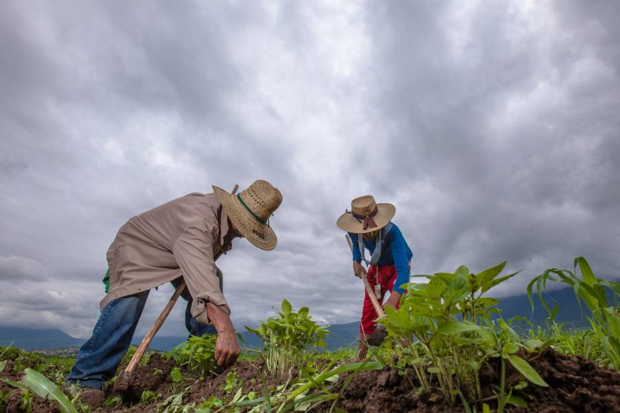 Extienden entrega de fertilizantes