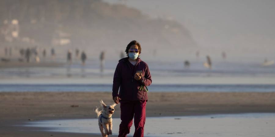 Detectan Covid-19 en animales por primera vez en México