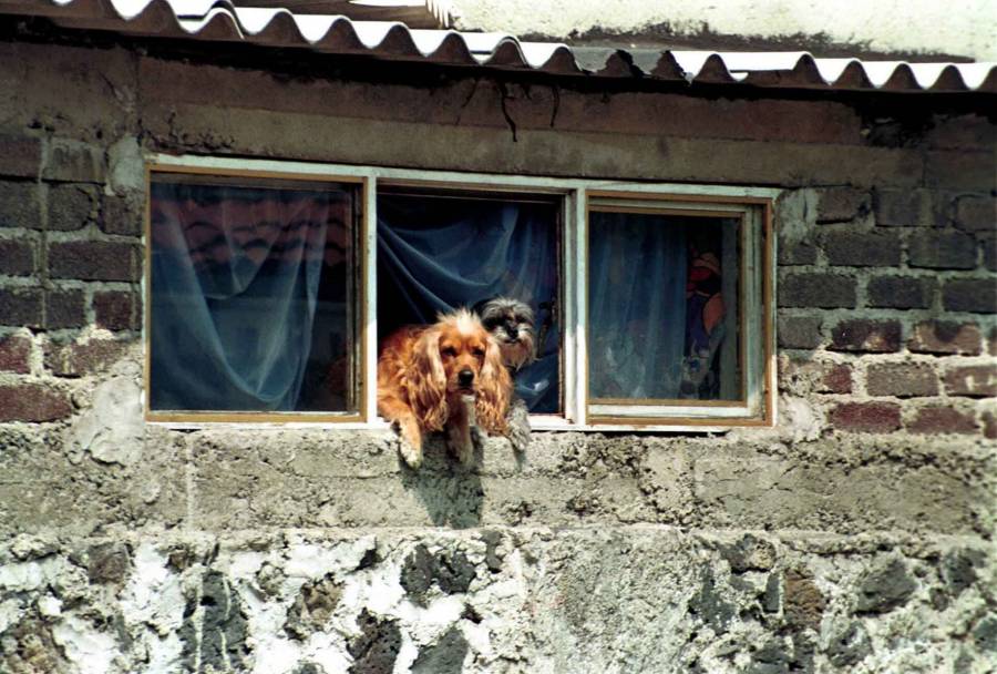 Agricultura: “Los animales no representan riesgo para la diseminación del COVID-19”