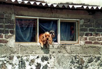 Agricultura: “Los animales no representan riesgo para la diseminaci&oacute;n del COVID-19”