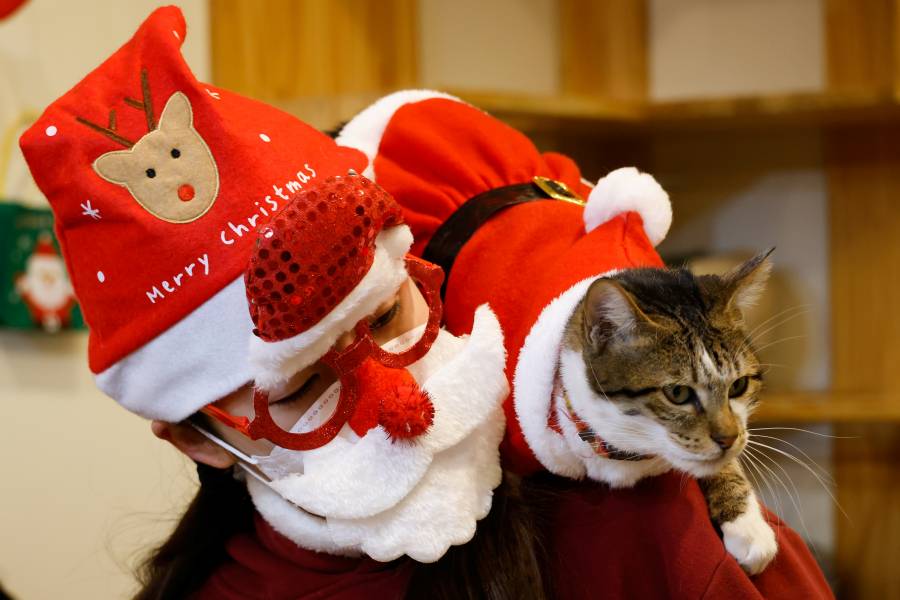 Gatos rescatados se visten de Papa Noel en Corea del Sur