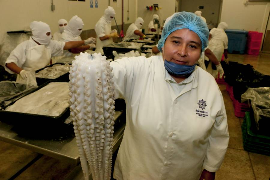 Agricultura amplía temporada de captura de pulpo rojo en Golfo de México y Mar Caribe