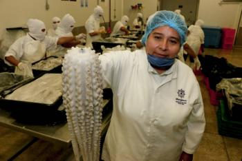 Agricultura ampl&iacute;a temporada de captura de pulpo rojo en Golfo de M&eacute;xico y Mar Caribe