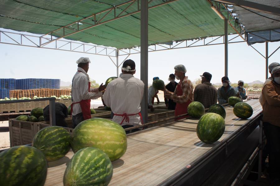 Destina Agricultura más de mil 800 mdp para acciones de sanidad e inocuidad agroalimentaria en estados