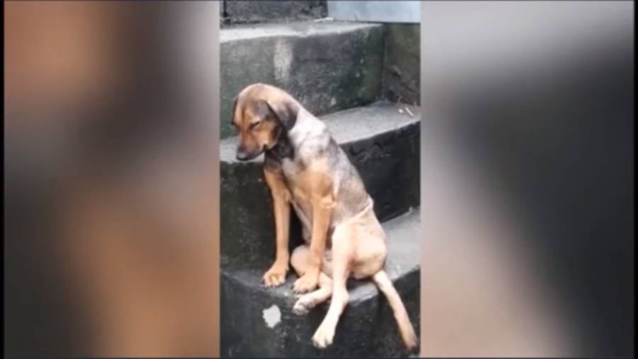 Video: Perrita sacrifica noches de sue&ntilde;o para cuidar la casa de sus due&ntilde;os