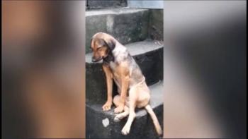 Video: Perrita sacrifica noches de sueño para cuidar la casa de sus dueños