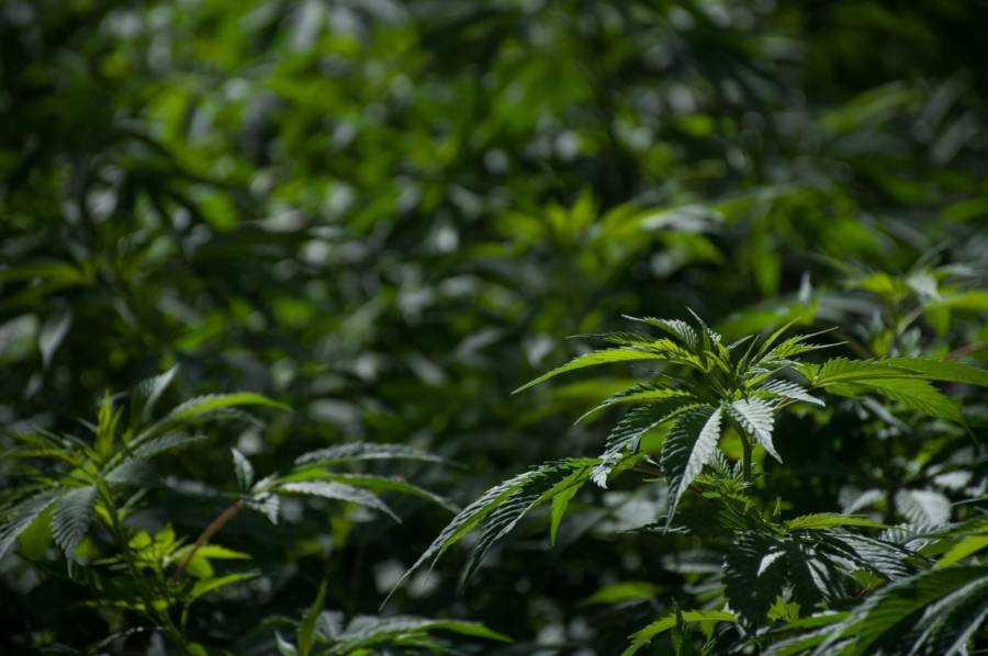 Constituyen Consejo Cannábico Nacional; esperan ley regulatoria para negocio