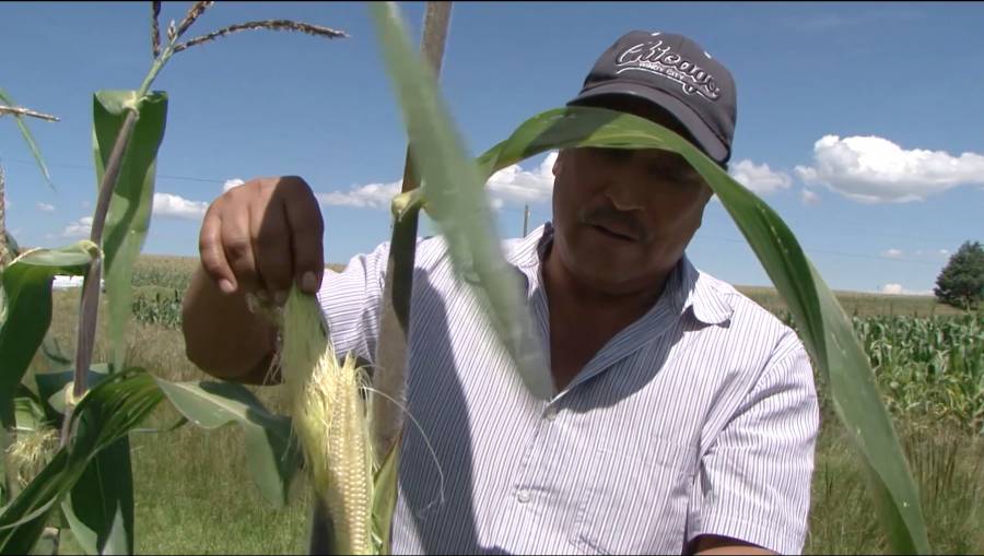 Impulsa Agricultura plan para productores afectados en Tabasco