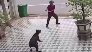 Al estilo de Karate Kid, hombre se defiende del ataque de perros