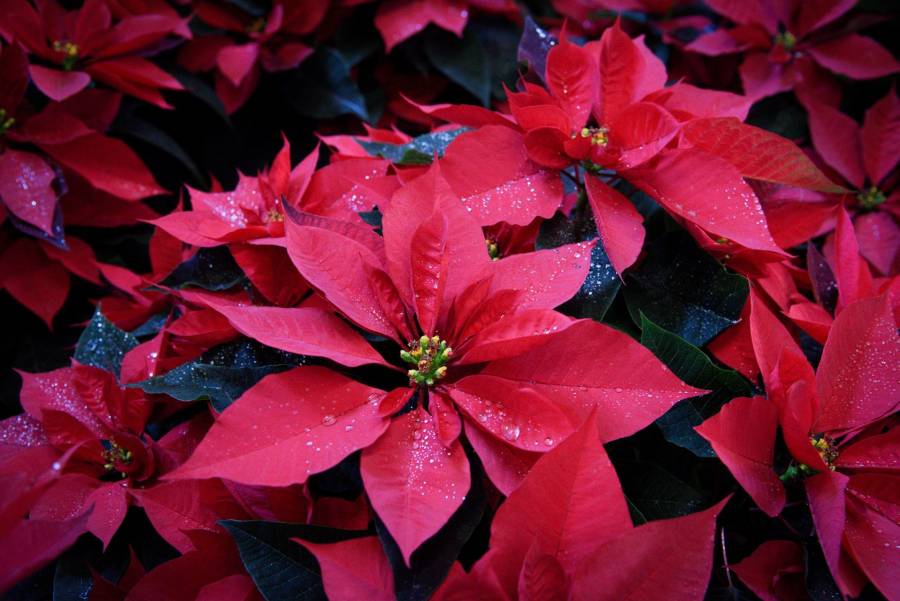 ¿Flor o arbusto de Nochebuena?