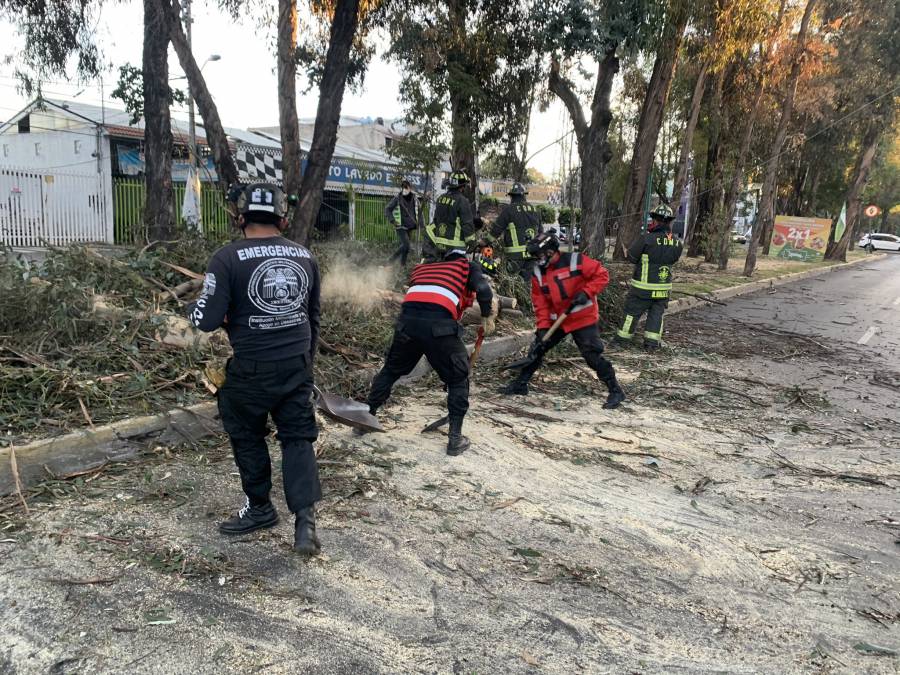 Ciudad de México registró fuertes vientos esta madrugada; reportan caída de árboles