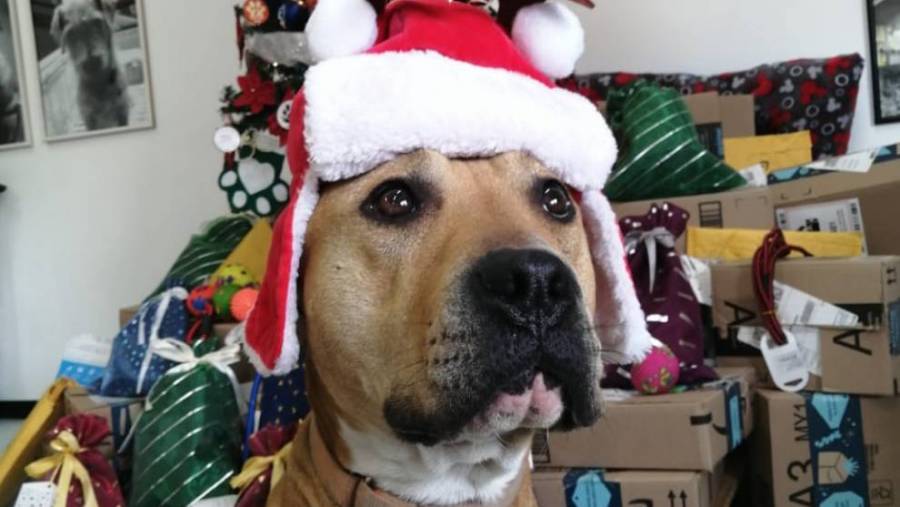 Los Reyes Magos tienen ayudantes caninos