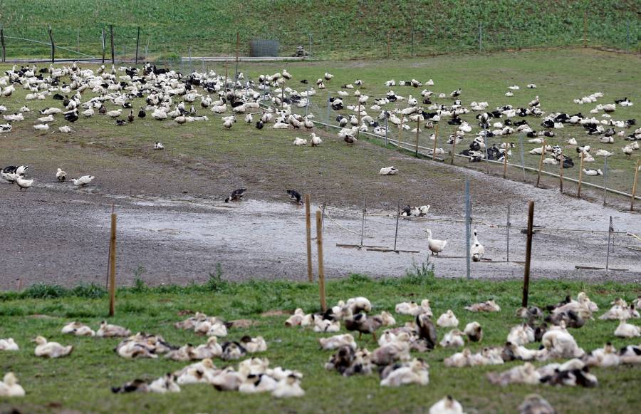 Por brote de gripe aviar, sacrifican miles de patos en Francia