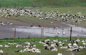 Por brote de gripe aviar, sacrifican miles de patos en Francia