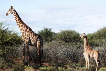 Científicos descubren dos jirafas enanas en Namibia y Uganda