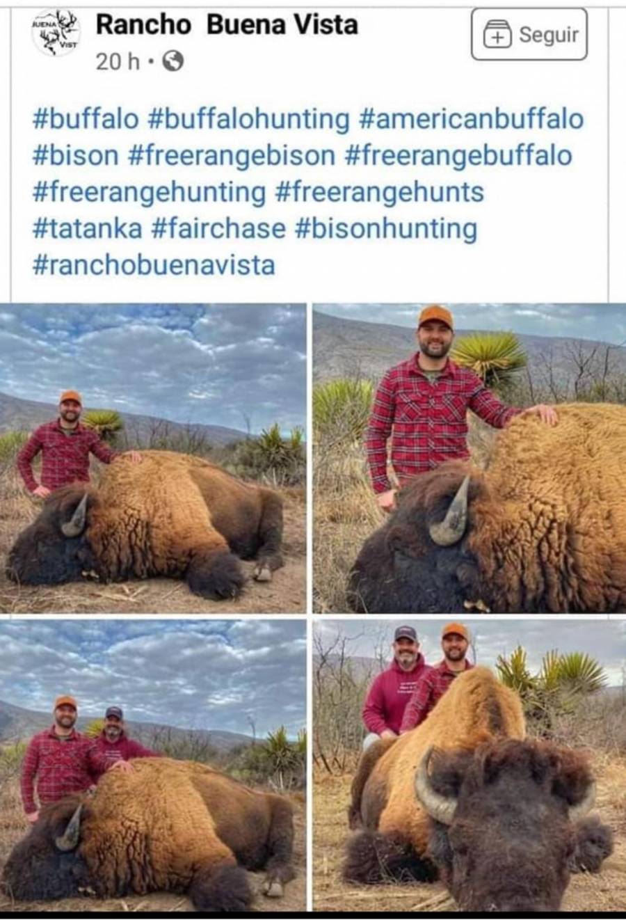 Por fin regresan los bisontes a Coahuila, pero presuntamente los cazan