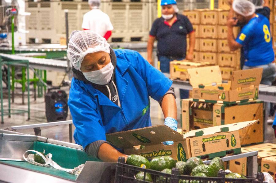 Agricultores de aguacate impulsan al campo mexicano