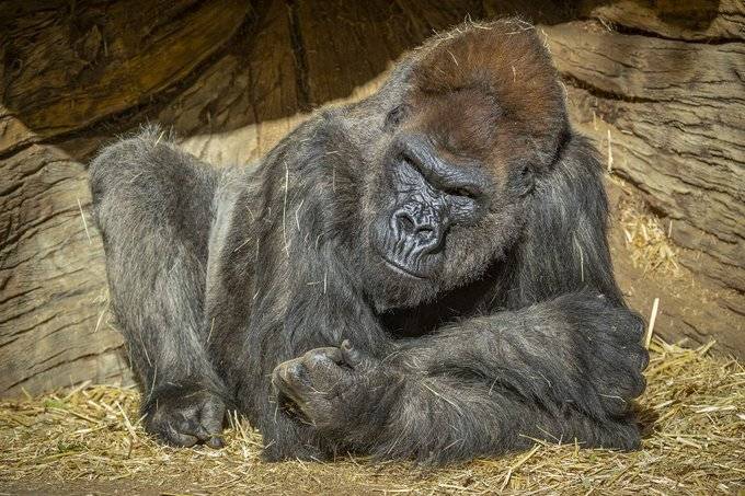 En el zoológico de San Diego dos gorilas dan positivo a Covid-19