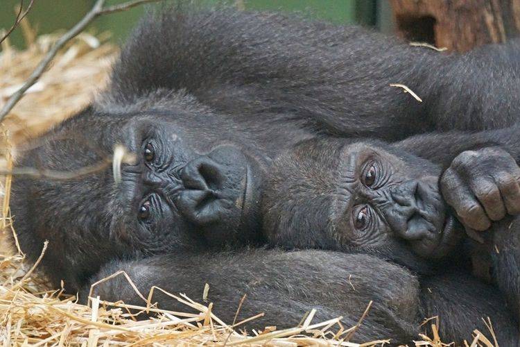 Contagios de Covid-19 en animales en n&uacute;mero peque&ntilde;o, informa L&oacute;pez-Gatell
