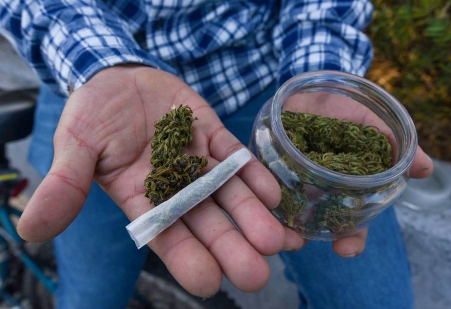 Publican reglamento final sobre uso medicinal del cannabis en México