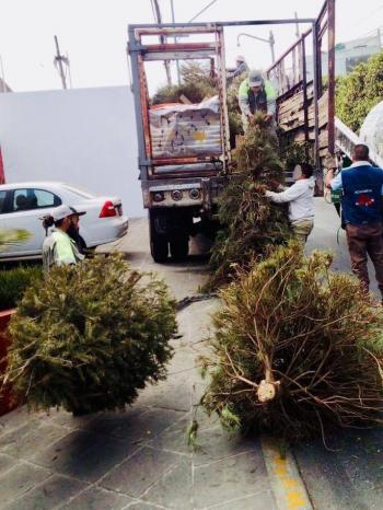 Piden reciclar y no arrojar a la calle arbolitos de Navidad