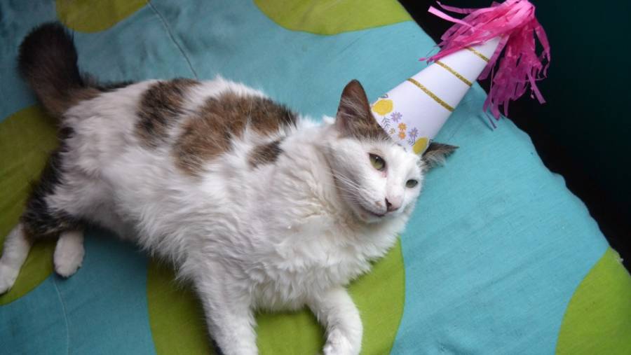 Asisten a fiesta de cumplea&ntilde;os de un gato y se contagian de Covid-19