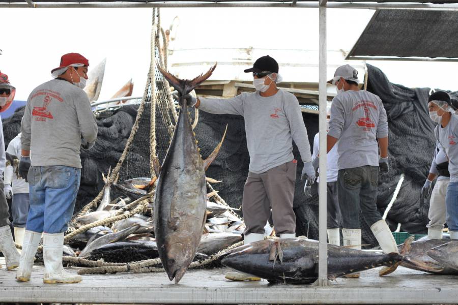 Agricultura levanta veda para la pesca de atún en el pacífico mexicano