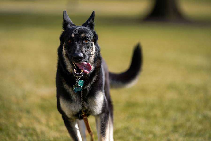 Los perros de Joe Biden, Champ y Major, llegan a la Casa Blanca