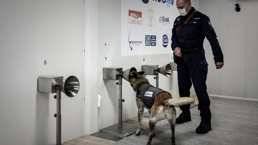 Francia entrena perros para detectar Covid19 en humanos