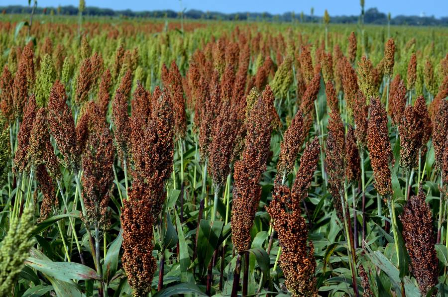 Facilita Agricultura vinculaci&oacute;n de productores de sorgo con el mercado chino