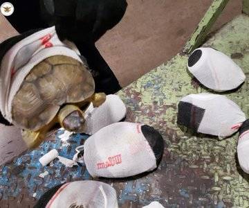 Iban envueltas en calcetas, rescatan tortugas en el aeropuerto de SLP