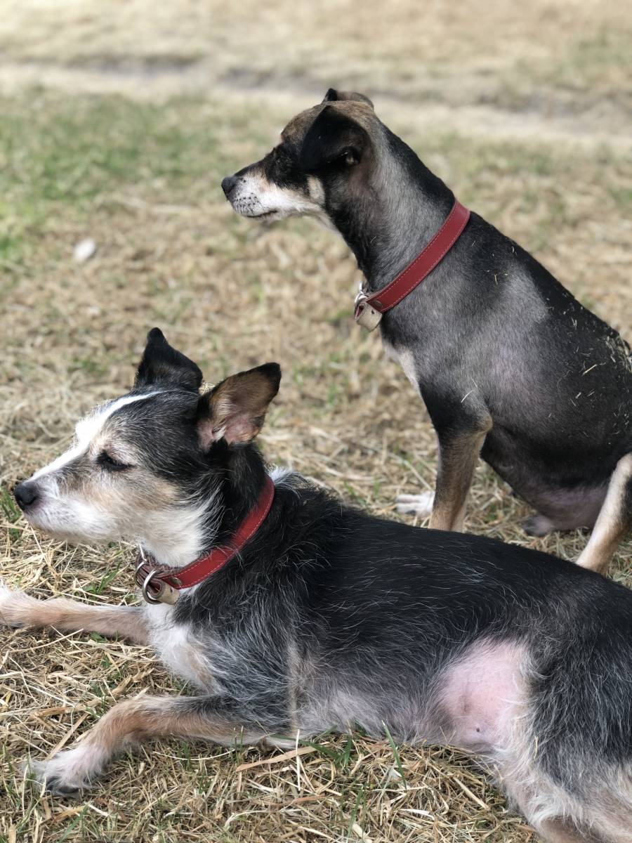 En Nuevo León reconocen a los animales como compañeros