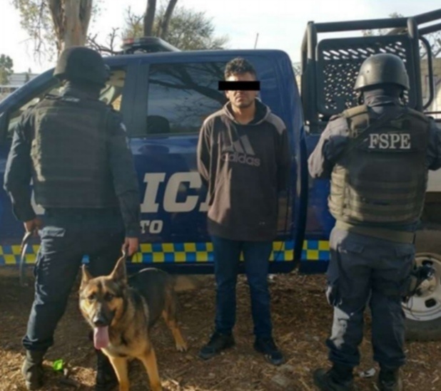“Patrulla canina” confisca más de 700 dosis de droga en Guanajuato