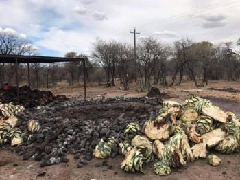 Crean Ruta del Mezcal en Pueblo M&aacute;gico de Durango