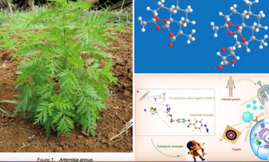 Investiga Instituto Nacional de Nutrición uso de Mesilato de Camostat y te de ajenjo dulce contra Covid