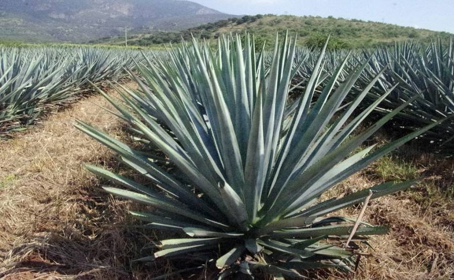 Industria tequilera de Guanajuato en expansión