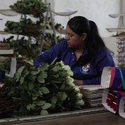 Garantizada producci&oacute;n y abasto de flores para el 14 de febrero: Agricultura