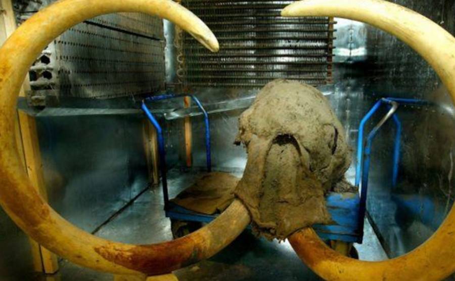 Dientes de mamuts contienen el ADN más antiguo