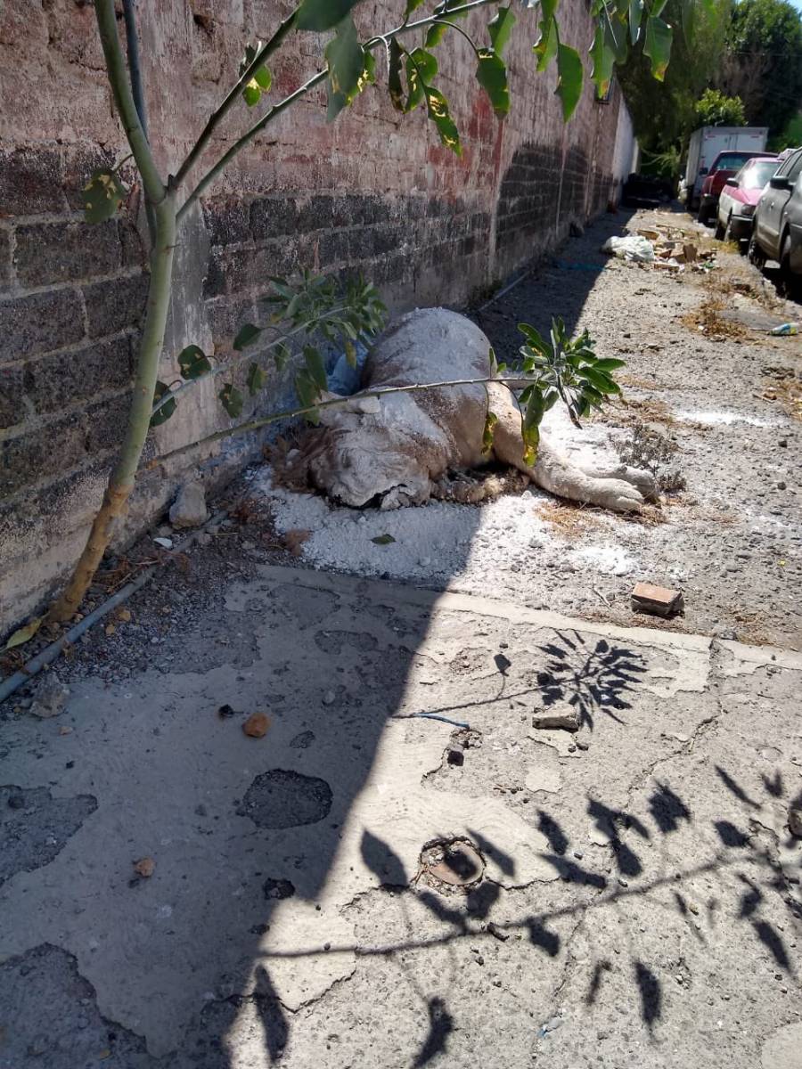 Abandonan el cadáver de un León en Iztapalapa