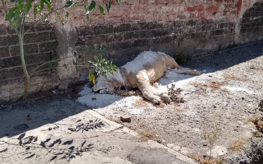 Abandonan a un león africano en Iztapalapa