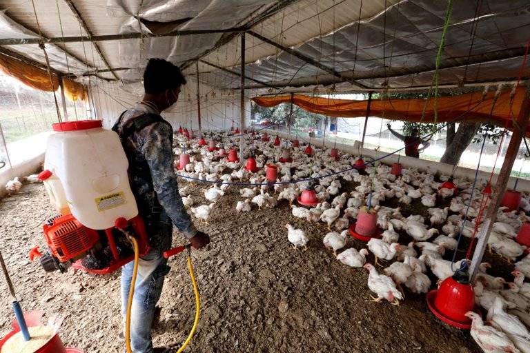 Detectan en Rusia contagio de gripe aviar H5N8 en humanos