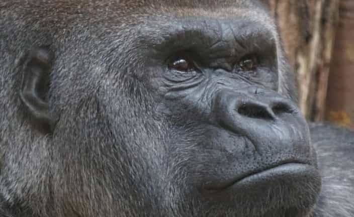 Vacunan contra Covid-19 a simios en zoológico de San Diego, California